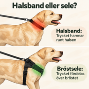 Jämförelse mellan halsband och bröstsele