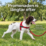 Hund med röd sele och elastiskt koppel